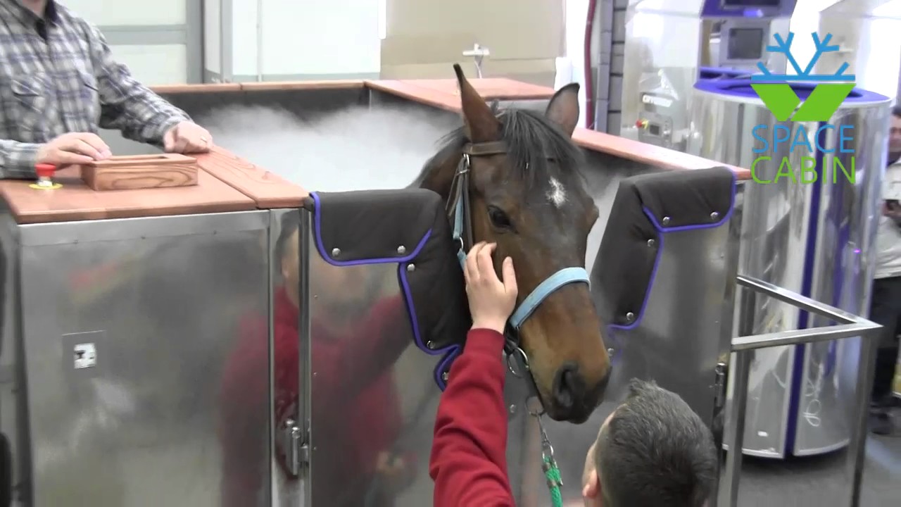 Is cryotherapy good for horses? Is cryotherapy good for horses? - photo